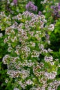 Purple flowers of origanum vulgare or common oregano, wild marjoram. Sunny day Royalty Free Stock Photo