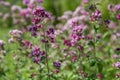 Purple flowers of origanum vulgare or common oregano, wild marjoram. Royalty Free Stock Photo