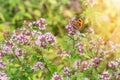 Purple flowers of origanum vulgare or common oregano, wild marjoram. Sunny day Royalty Free Stock Photo