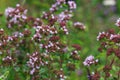 Purple flowers of origanum vulgare or common oregano, wild marjoram. Sunny day Royalty Free Stock Photo