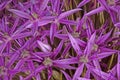 Purple flowers of ornamental onion hybrid Globemaster fill the f