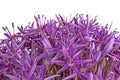 Purple flowers of ornamental onion hybrid Globemaster isolated o Royalty Free Stock Photo