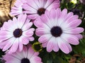 Close up of purple flowers of Osteospermum Royalty Free Stock Photo