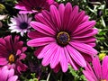 Close up purple flowers of Osteospermum Royalty Free Stock Photo