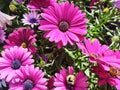 Purple flowers Osteospermum Royalty Free Stock Photo