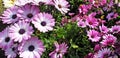 Panorama of purple flowers of Osteospermum Royalty Free Stock Photo