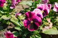 Purple flowers pansies bloom in a flower bed in the garden in summer on a Sunny day Royalty Free Stock Photo