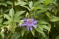 Purple flowers of Passiflora incarnata Royalty Free Stock Photo