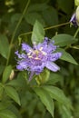 Purple flowers of Passiflora incarnata Royalty Free Stock Photo