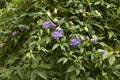 Purple flowers of Passiflora incarnata Royalty Free Stock Photo