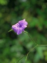 Purple flowers with perfect bokeh