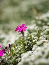 Phlox douglasii tufted phlox, Columbia phlox purple blossom of perennial herb Royalty Free Stock Photo