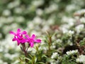 Phlox douglasii tufted phlox, Columbia phlox purple blossom of perennial herb Royalty Free Stock Photo