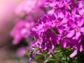 Phlox douglasii tufted phlox, Columbia phlox purple blossom of perennial herb Royalty Free Stock Photo