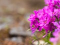 Phlox douglasii tufted phlox, Columbia phlox purple blossom of perennial herb Royalty Free Stock Photo