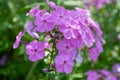 purple flowers Phlox paniculata in the garden, close-up. Royalty Free Stock Photo