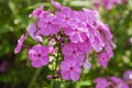 purple flowers of phlox paniculata in the garden, close-up. Royalty Free Stock Photo