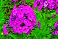 Phlox paniculata, garden phlox flower, perennial phlox Royalty Free Stock Photo