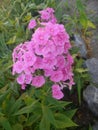 Purple flowers phlox paniculata. Flowering branch of purple phlox in the garden in rainy weather Royalty Free Stock Photo