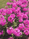 Purple flowers phlox paniculata. Flowering branch of purple phlox in the garden in rainy weather Royalty Free Stock Photo