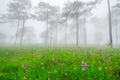 Purple flowers in pine tree forest in the mist and rain at Phu S Royalty Free Stock Photo