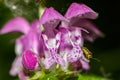 Purple flowers of the plant Lamium maculatum