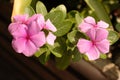 Purple flowers and plants landscape