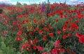 Purple flowers and poppies bloom in the wild fields.