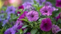 Purple flowers pot outside Royalty Free Stock Photo
