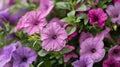 Purple flowers pot outside Royalty Free Stock Photo