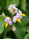 Solanum tuberosum potato plant flower