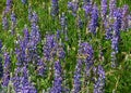 purple flowers on prairie Royalty Free Stock Photo