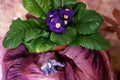Purple flowers of a primrose in green leaves and figure of elephant