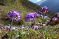 Purple flowers of Primula denticulata Drumstick Primula in spring in Himalaya mountains, Nepal