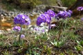 Purple flowers of Primula denticulata Drumstick Primula in spring in Himalaya mountains, Nepal Royalty Free Stock Photo