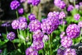 Purple flowers Primula denticulata in spring garden.