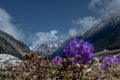 Purple flowers Primula farinose or Himalayan Primrose at Yumthang valley, Sikkim, India