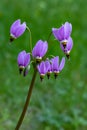 Purple flowers of Primula meadia (Dodecatheon meadia) growing in the green field