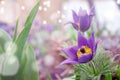 Purple flowers, pulsatilla, which has another name Sleep grass or Dream grass, is one of the earliest spring flowers. Designed in