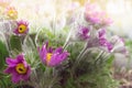 Purple flowers, pulsatilla, which has another name Sleep grass or Dream grass, is one of the earliest spring flowers. Designed in