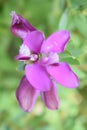 Purple flowers in a quiet Italian area