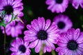 Purple flowers with rain drops.