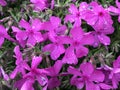 Purple flowers with rain drops