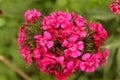 Purple flowers in rainy weather in Curzon hall garden with beautiful weather