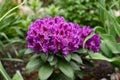 Purple flowers of the Rasputin rhododendron in the spring in the garden