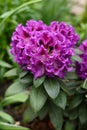 Purple flowers of the Rasputin rhododendron in the spring in the garden