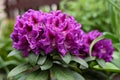 Purple flowers of the Rasputin rhododendron in the spring in the garden