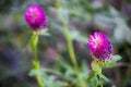 Purple flowers of red trefoil