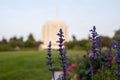 Purple flowers with the Rexburg Idaho LDS Temple in the Background Royalty Free Stock Photo