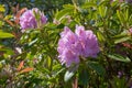 Purple flowers of the rhododendron glimmer Royalty Free Stock Photo